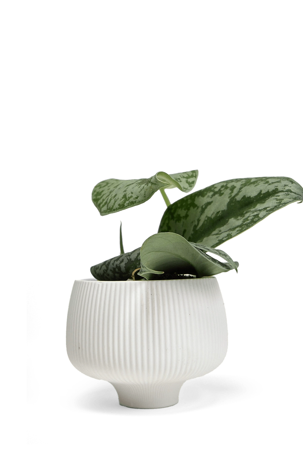 White Porcelain Modern Indoor Plant Pot - Lilo - handmade by Chive Studio Toronto