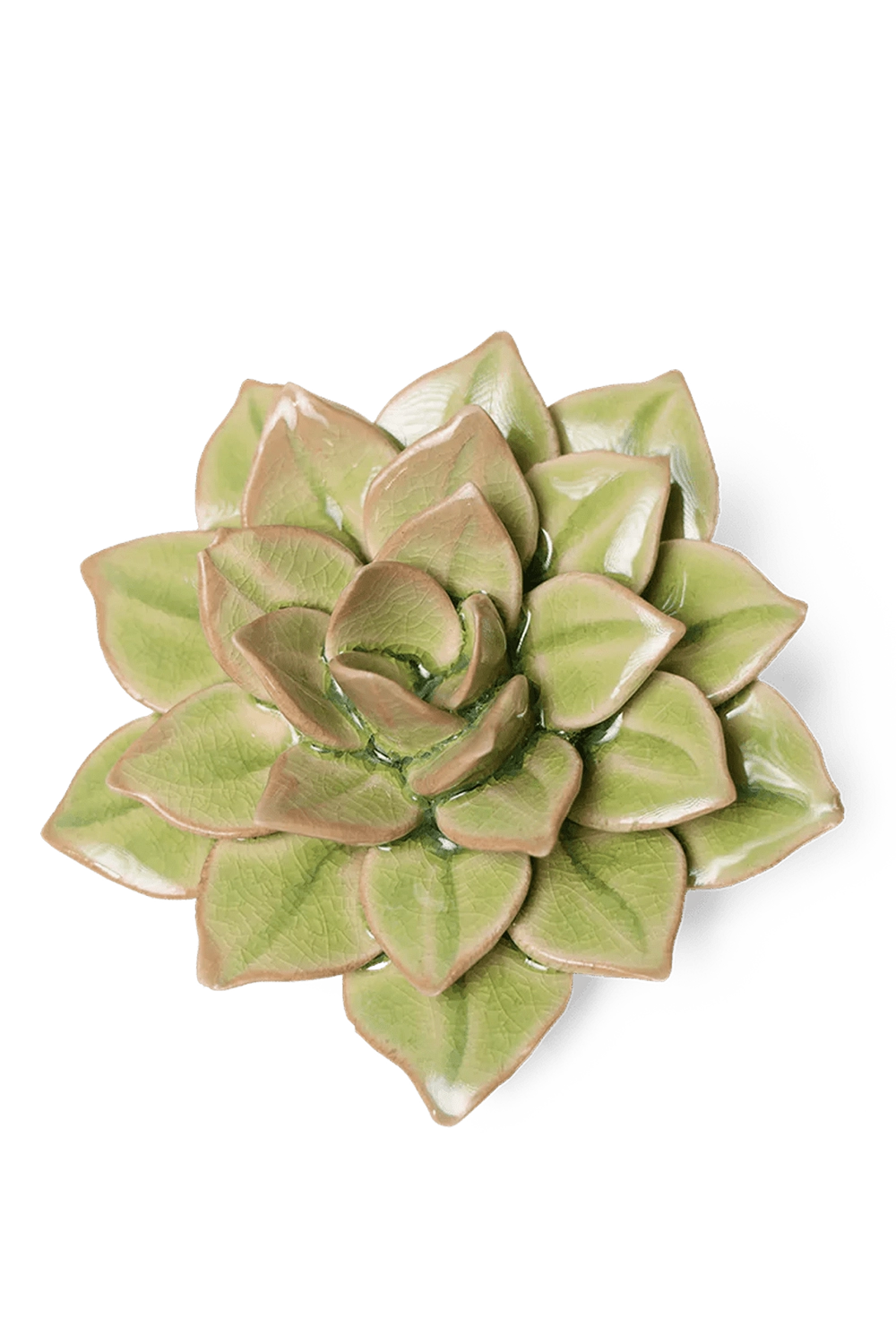 Peridot Green Fairy Echeveria - English Garden Collection - handmade by Chive Studio Toronto