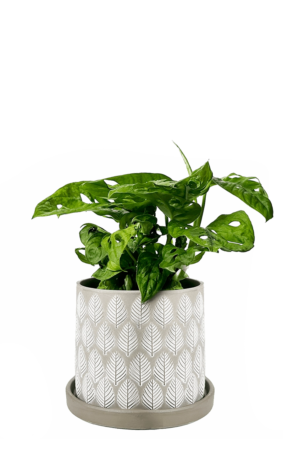 Grey Leaves Ceramic Pot and Saucer Set - Balter- designed by Chive Studio Toronto