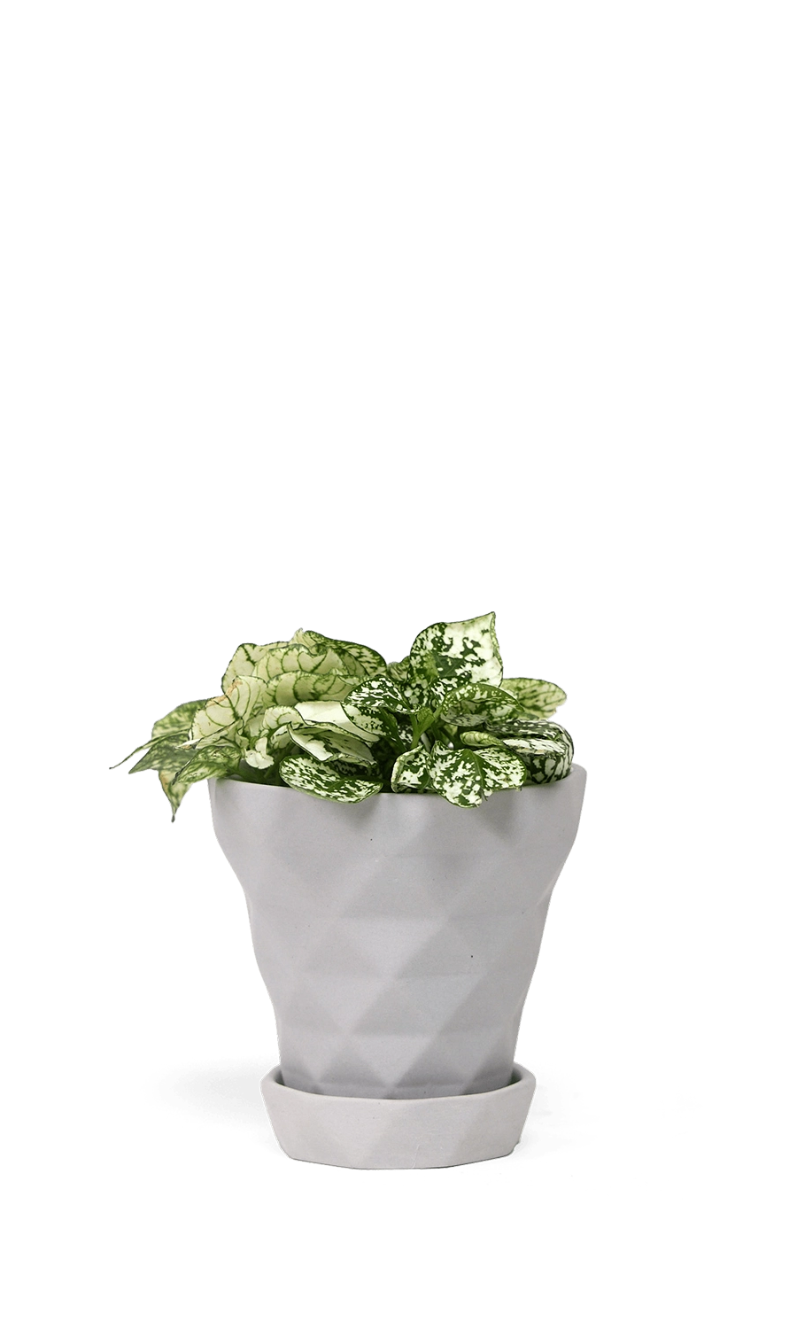 White Porcelain Modern Indoor Plant pot with Saucer - Diamond - handmade by Chive Studio Toronto