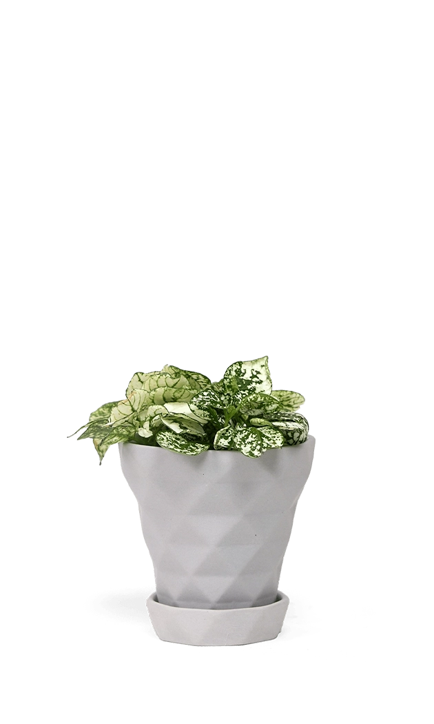 White Porcelain Modern Indoor Plant pot with Saucer - Diamond - handmade by Chive Studio Toronto