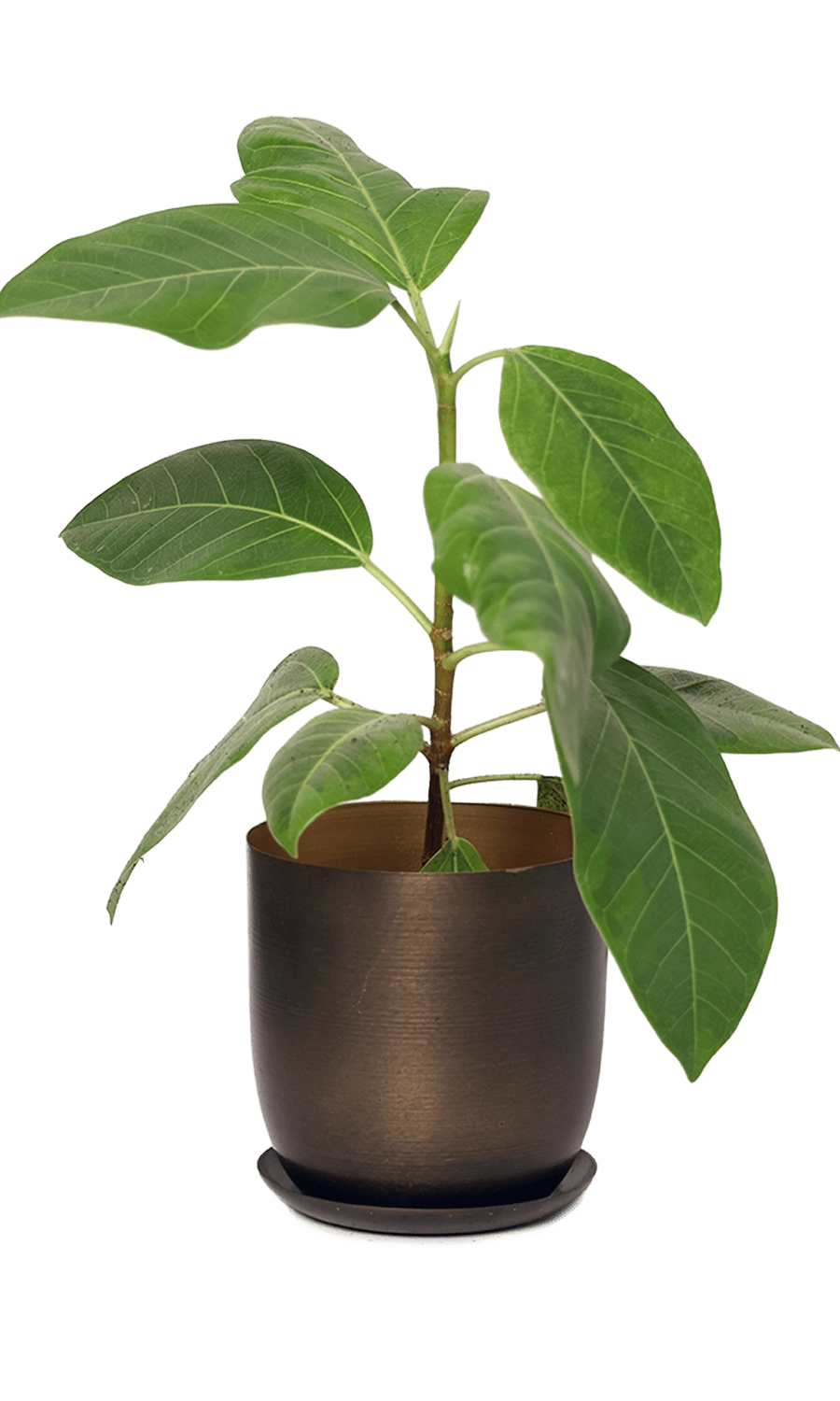 Bronzed Brown Metal Pot with Drainage Hole - Joe - handmade by Chive Studio Toronto