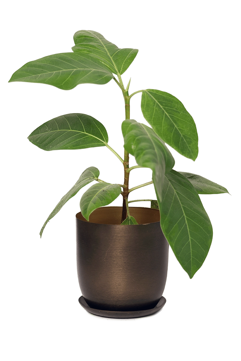 Bronzed Brown Metal Pot with Drainage Hole - Joe - handmade by Chive Studio Toronto