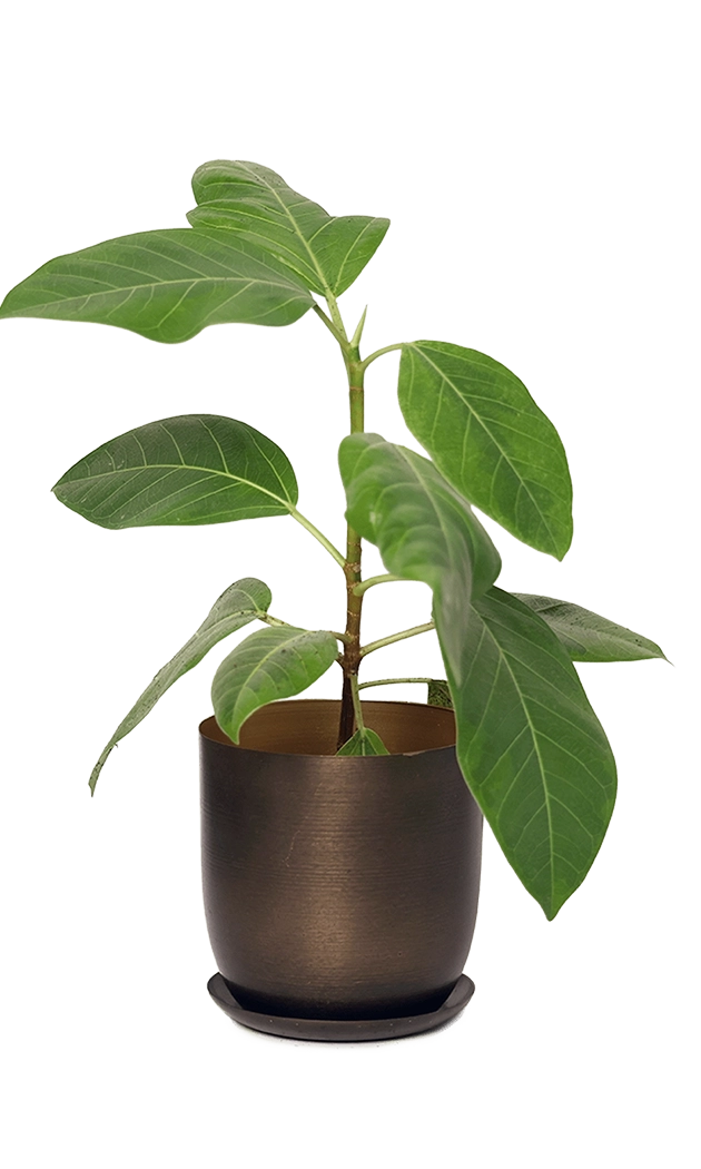 Bronzed Brown Metal Pot with Drainage Hole - Joe - handmade by Chive Studio Toronto