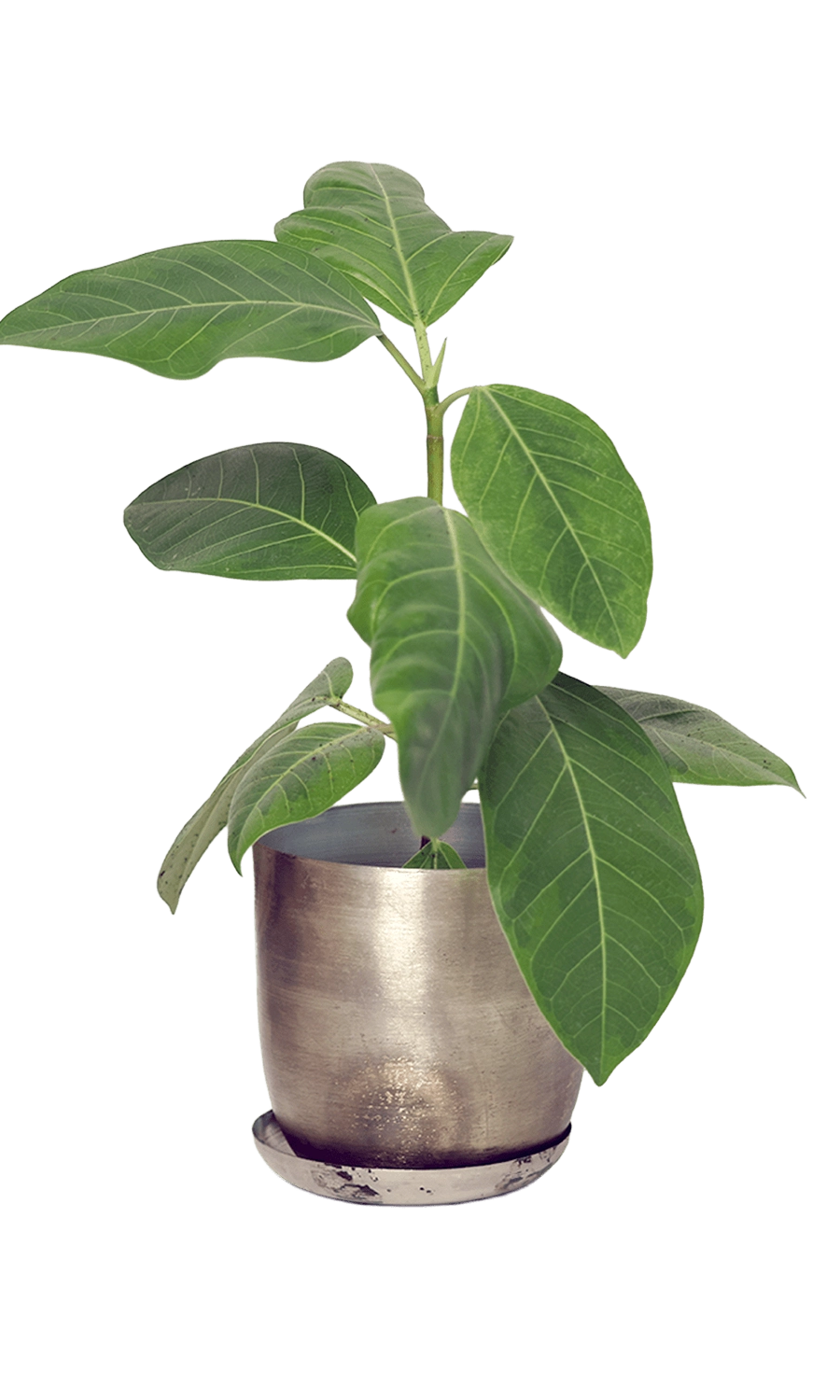 Silver Metal Pot with Drainage Hole - Joe - designed by Chive Studio Toronto