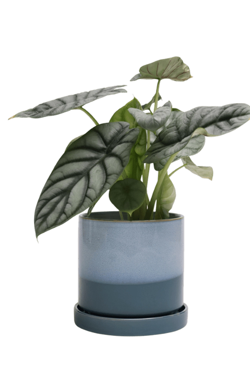 Blue Aqua Medium Ceramic Pot with Drainage Hole and Saucer - Minute - handmade by Chive Studio Toronto