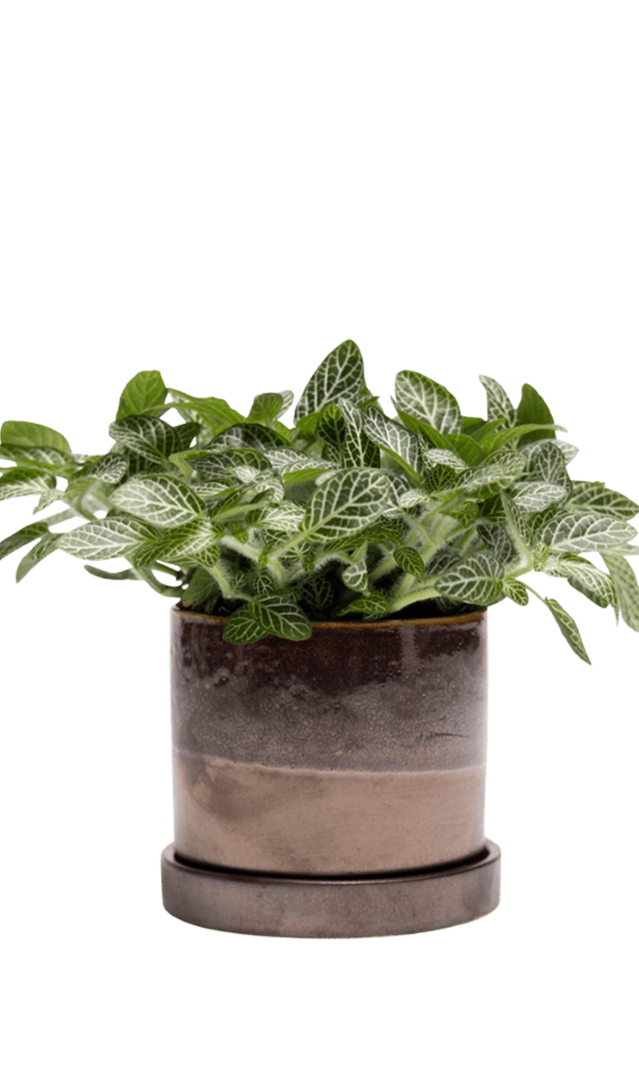 Bronze Speckles Medium Ceramic Pot with Drainage and Saucer - Minute - handmade by Chive Studio Toronto