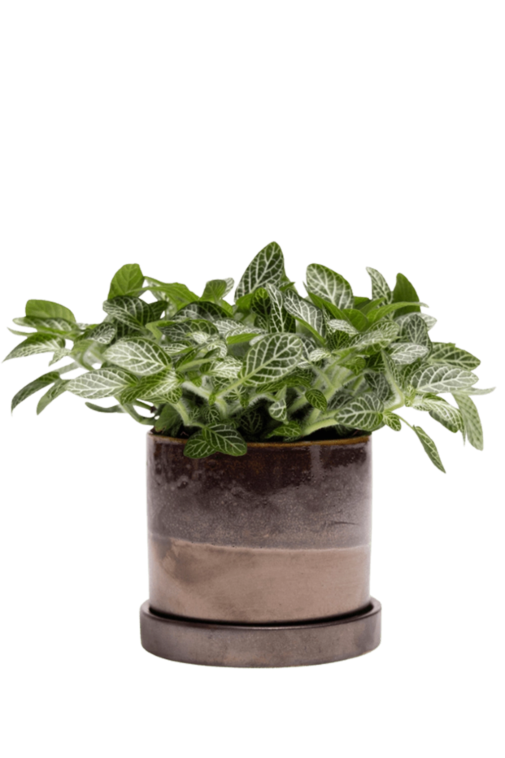 Bronze Speckles Medium Ceramic Pot with Drainage and Saucer - Minute - handmade by Chive Studio Toronto