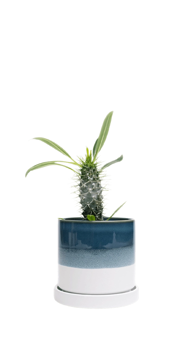 Green Blue Medium Ceramic Pot with Drainage Hole and Saucer - Minute - handmade by Chive Studio Toronto