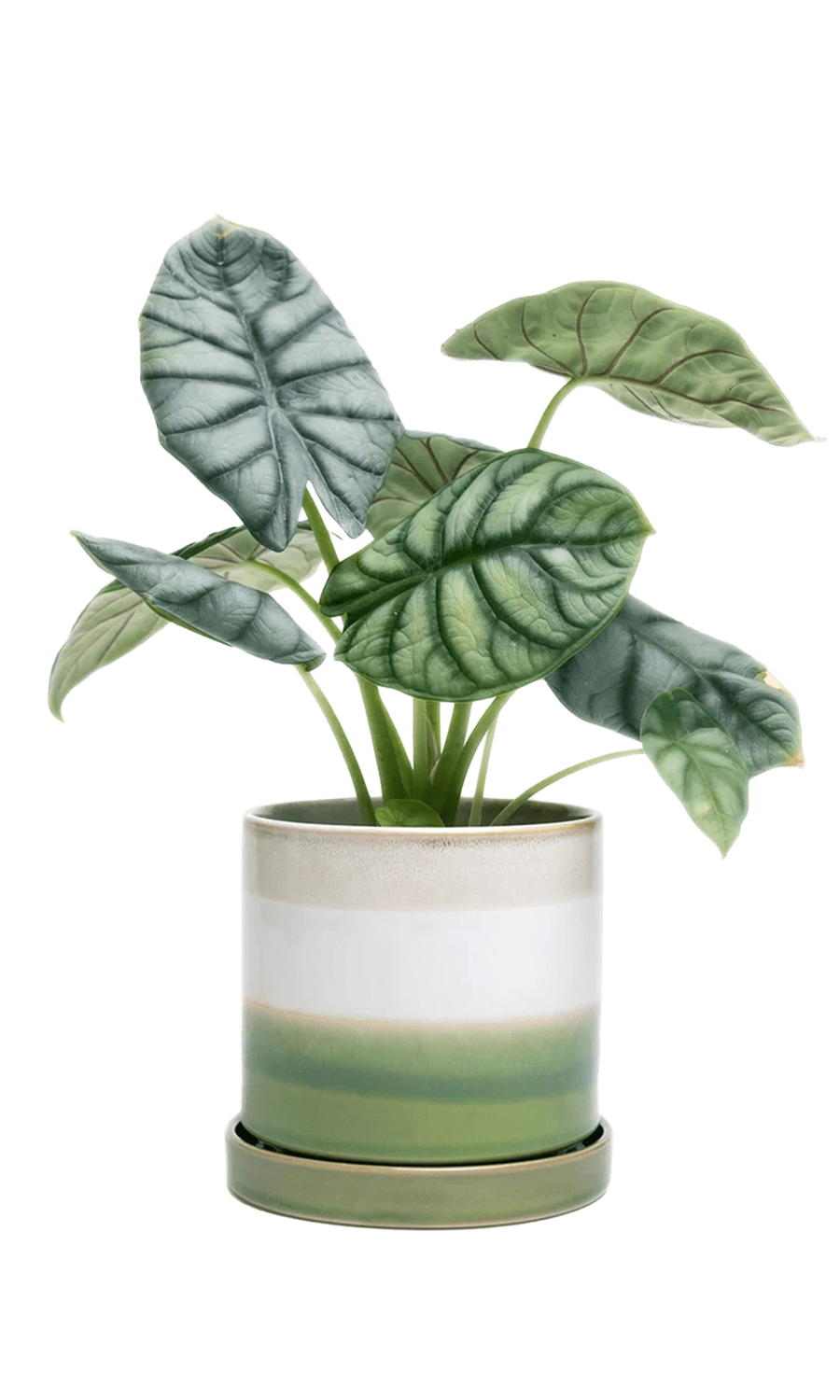 Green Layer Minute ceramic pot with drainage hole and saucer — 5 inch — Chive Studio