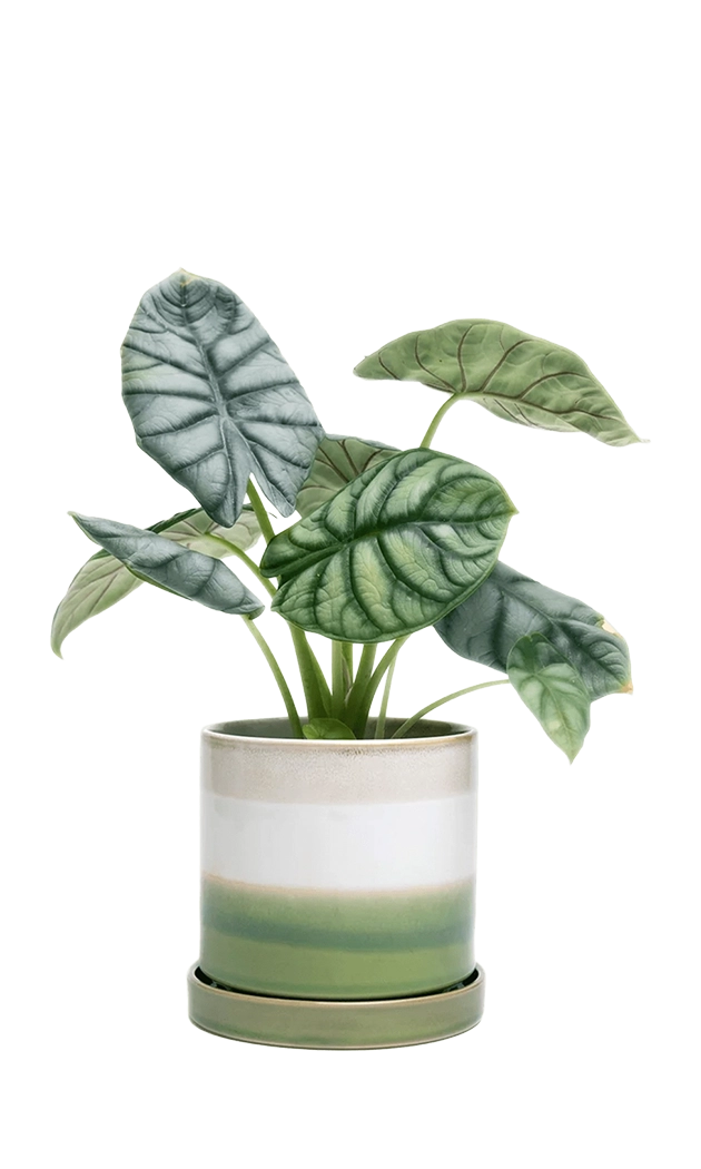 Green Layers Medium Ceramic Pot with Drainage Hole and Saucer - Minute - handmade by Chive Studio Toronto