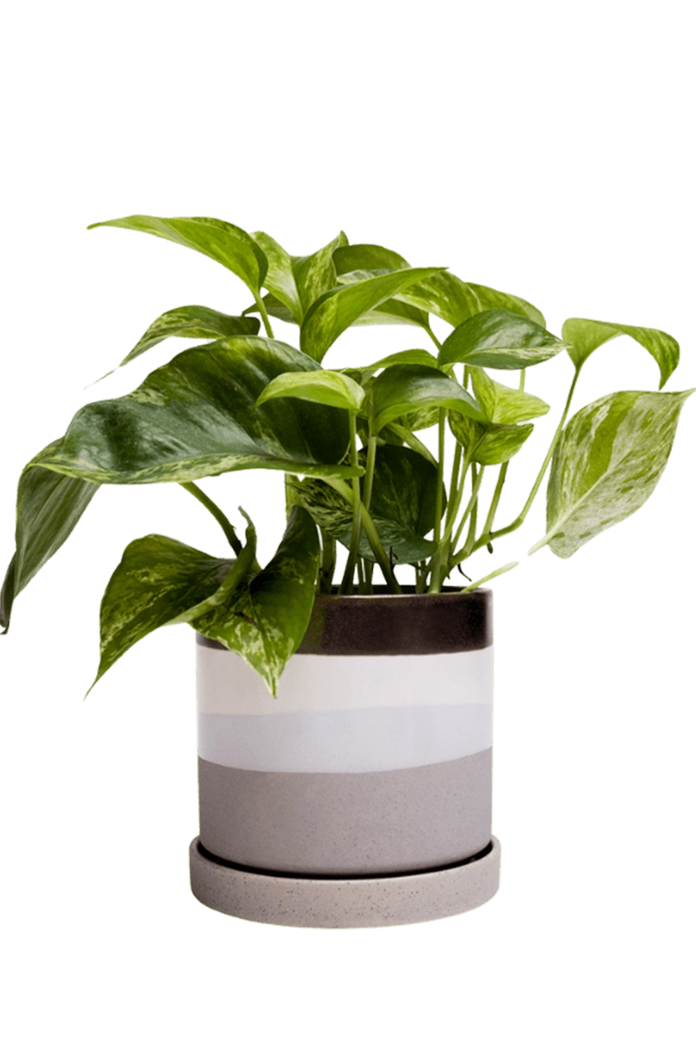 Mocha Cement Medium Ceramic Pot with Drainage and Saucer - Minute - handmade by Chive Studio Toronto