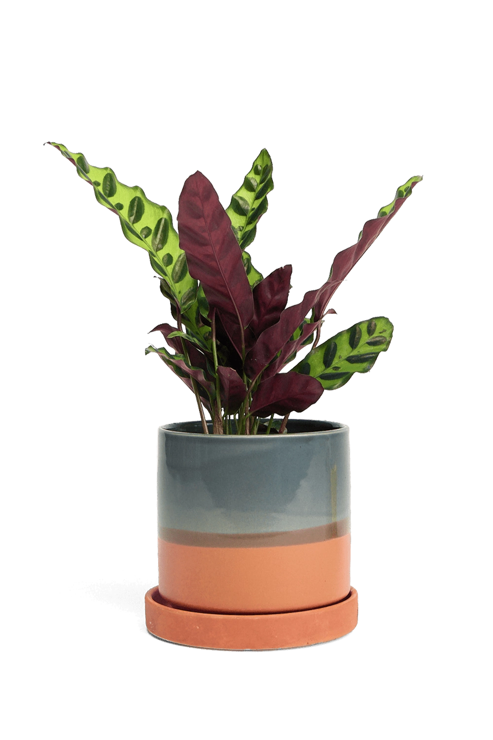 Terracotta Medium Ceramic Pot with Drainage Hole and Saucer- handmade by Chive Studio Toronto
