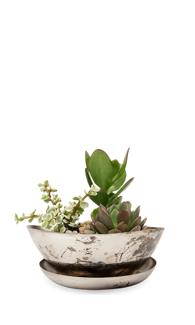 Silver Metal Succulent Dish - Topper - designed by Chive Studio Toronto