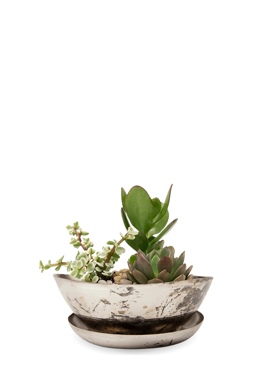 Silver Metal Succulent Dish - Topper - designed by Chive Studio Toronto