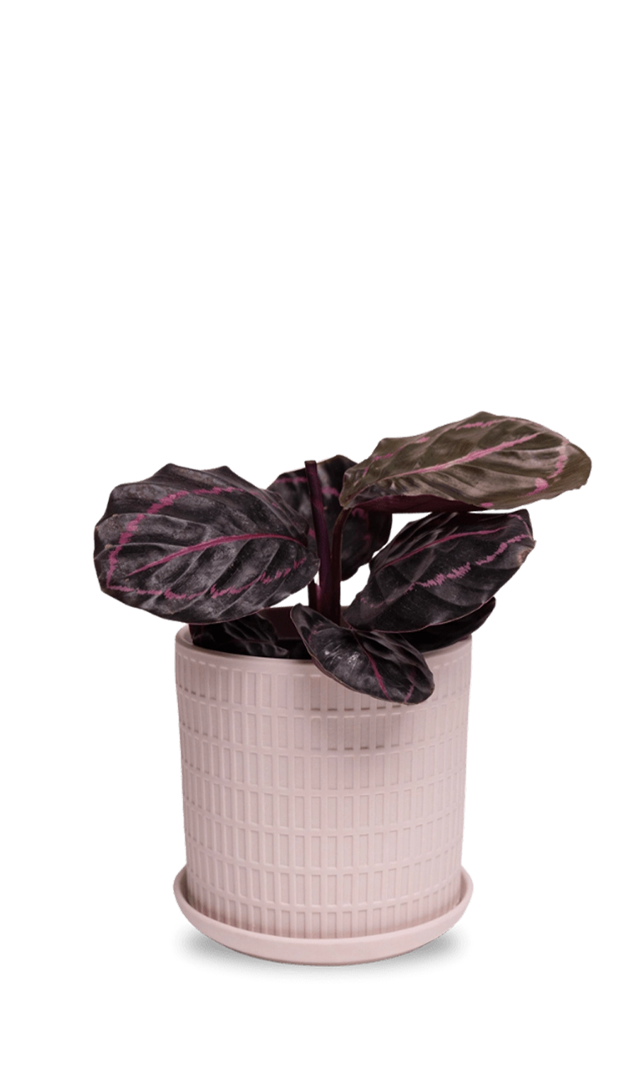 Soft Pink Porcelain Pot with Drainage Hole and Saucer - Virago - designed by Chive Studio Toronto