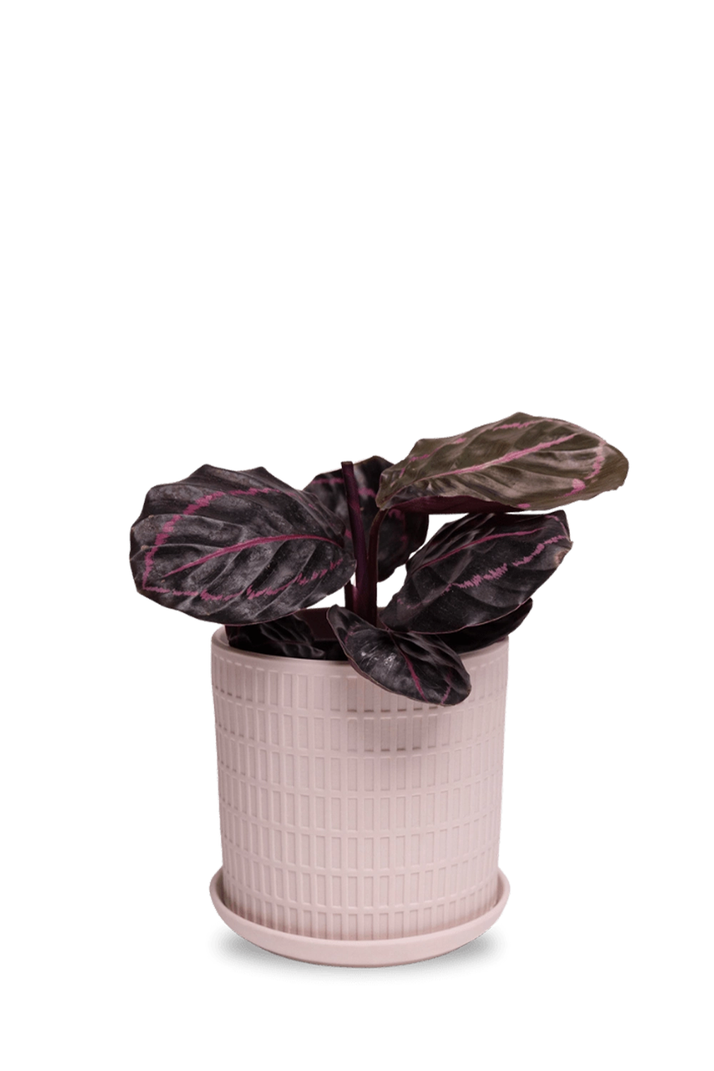 Soft Pink Porcelain Pot with Drainage Hole and Saucer - Virago - designed by Chive Studio Toronto