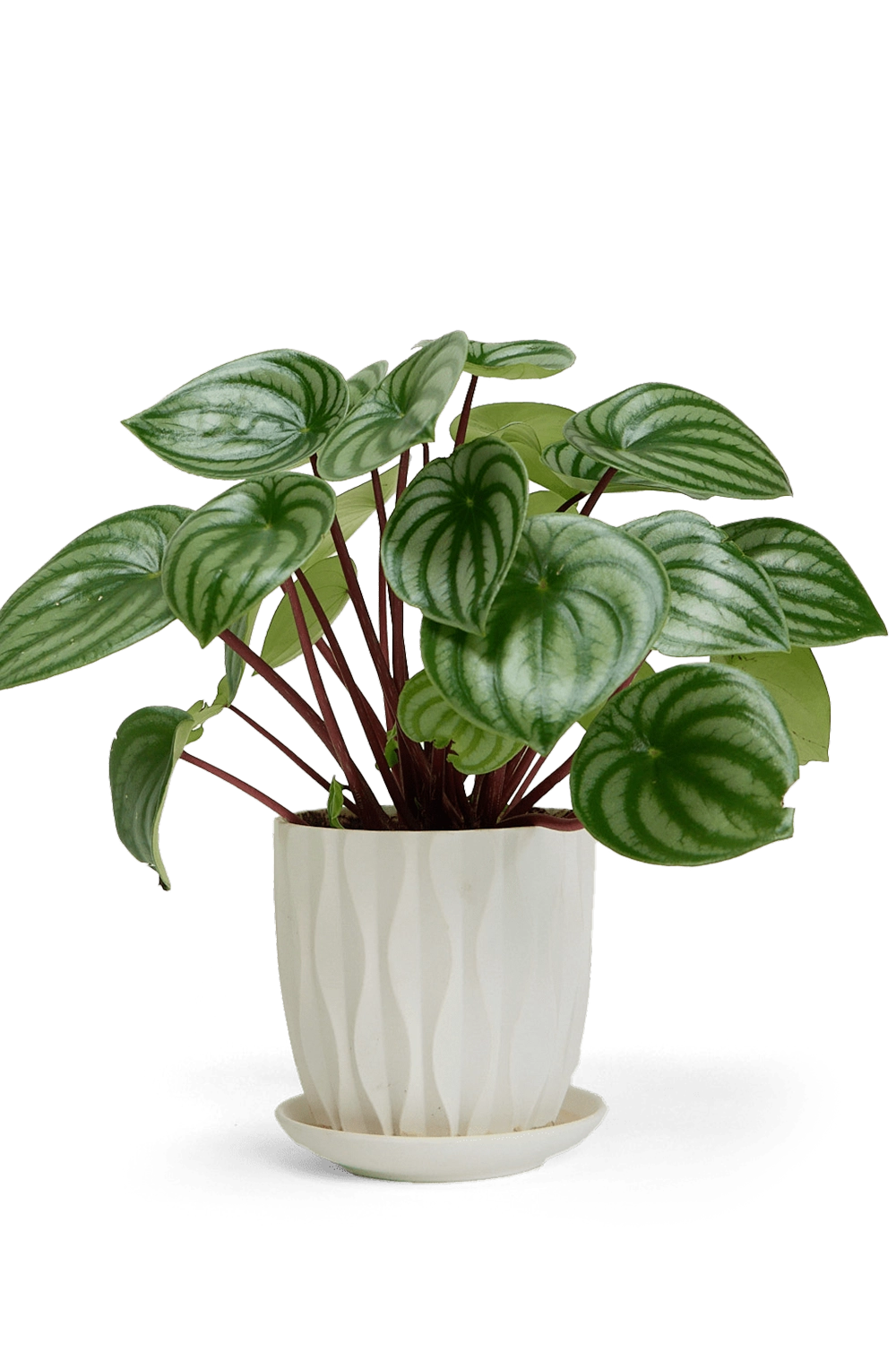 White Porcelain Pot with Drainage Hole and Saucer - Virago - handmade by Chive Studio Toronto