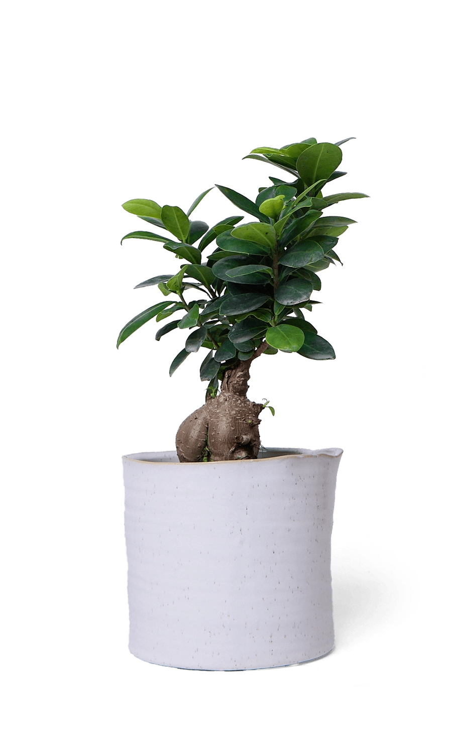 White Speckles Ceramic Planter Pot - Channa - designed by Chive Studio Toronto