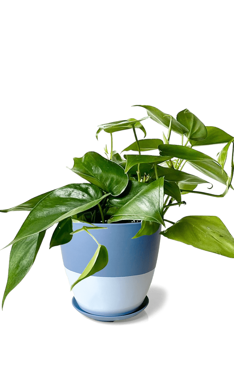 Dyad Porcelain Modern Indoor Plant Pot With Saucer | 3 & 5 inches - Chive Ceramics Studio - Pots - Chive Ceramics Studio
