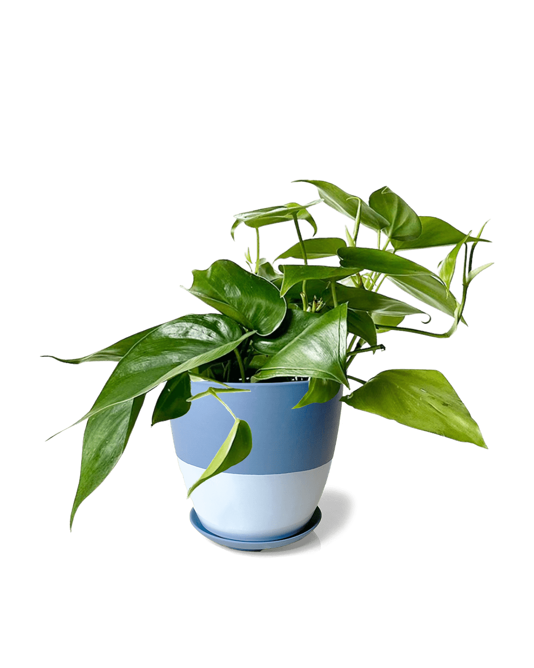 Dyad Porcelain Modern Indoor Plant Pot With Saucer | 3 & 5 inches - Chive Ceramics Studio - Pots - Chive Ceramics Studio