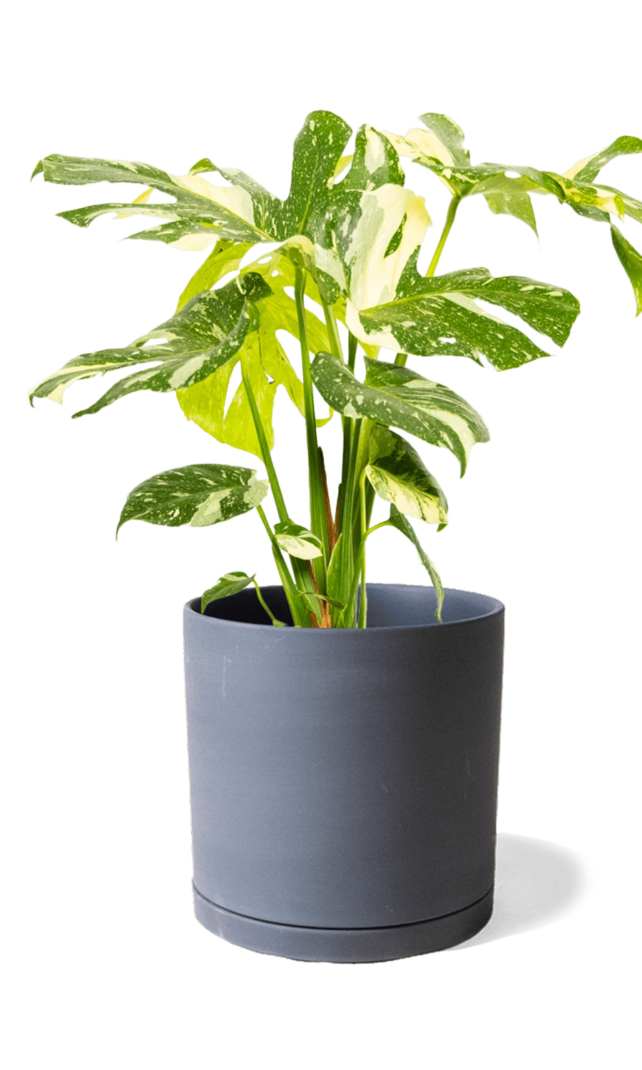 Black Large Porcelain Matte Indoor Plant Pot With Saucer - Dojo - handmade by Chive Studio Toronto