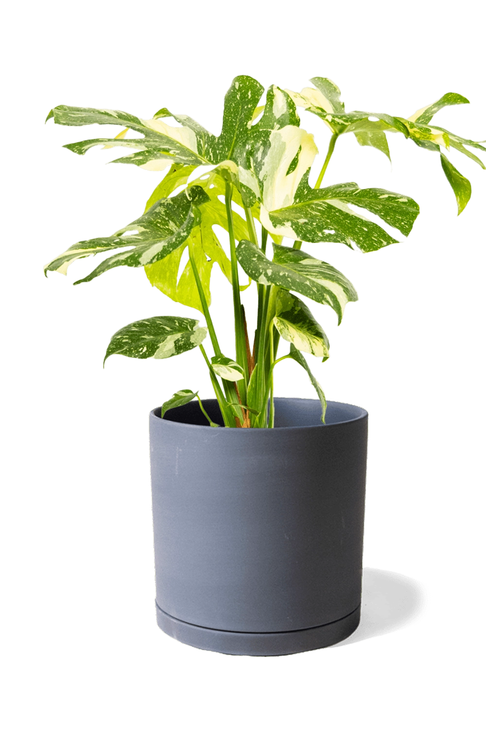 Black Large Porcelain Matte Indoor Plant Pot With Saucer - Dojo - handmade by Chive Studio Toronto