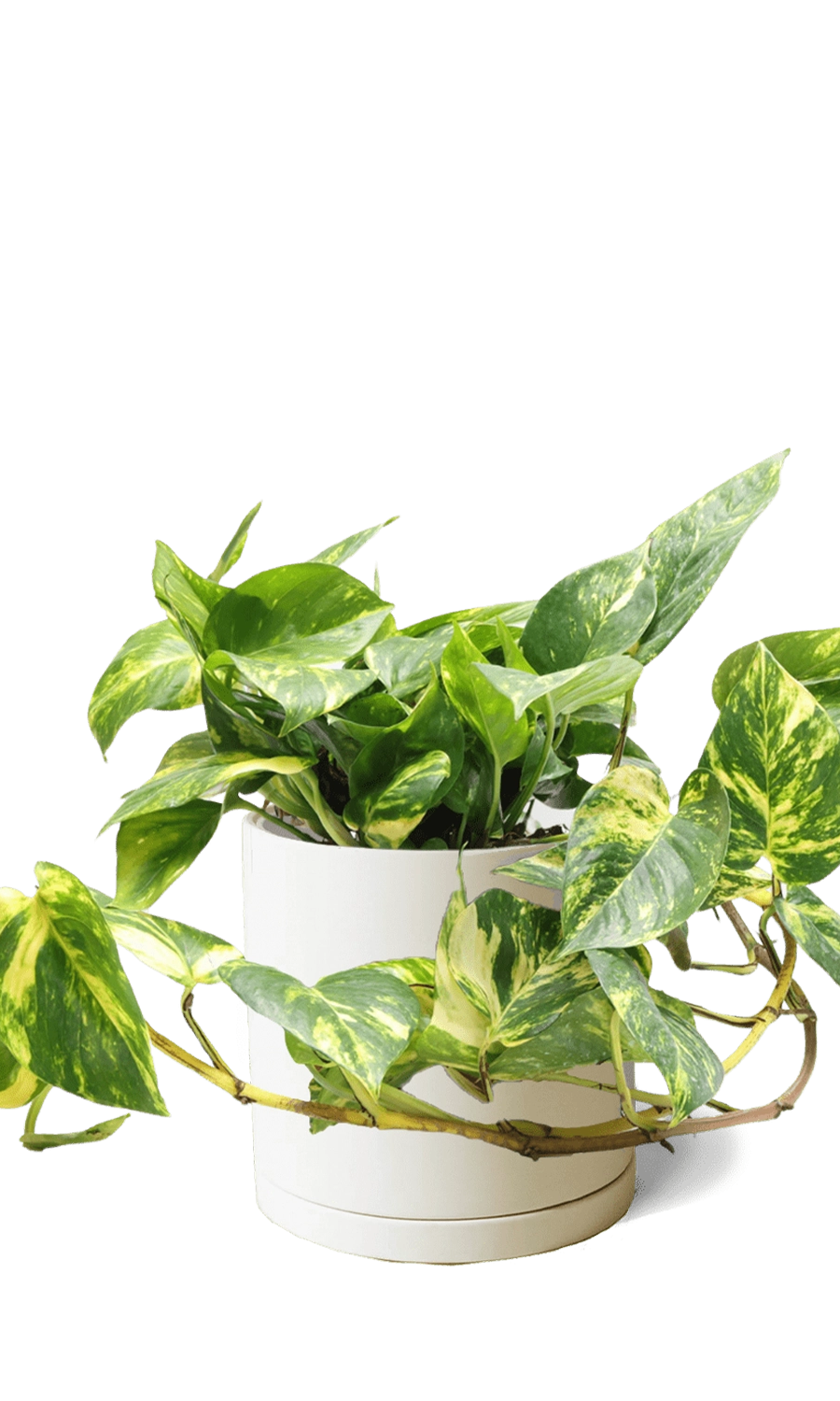 Sandstone Large Porcelain Matte Indoor Plant Pot With Saucer - Dojo - handmade by Chive Studio Toronto