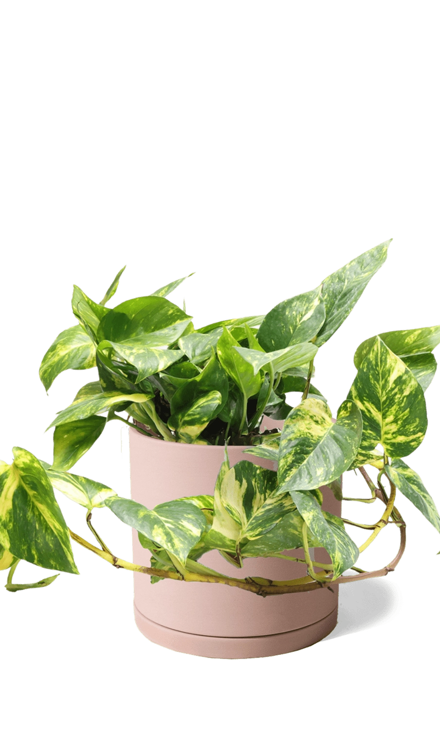 Clay Terracotta Large Porcelain Matte Indoor Plant Pot With Saucer - Dojo - handmade by Chive Studio Toronto
