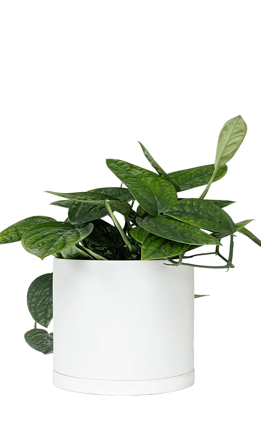 White Large Porcelain Matte Indoor Plant Pot With Saucer - Dojo - handmade by Chive Studio Toronto