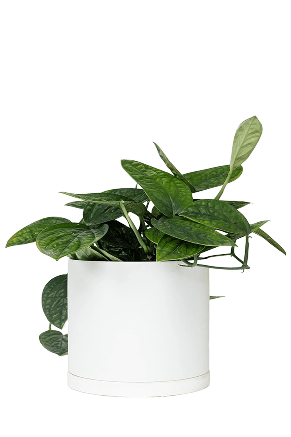 White Large Porcelain Matte Indoor Plant Pot With Saucer - Dojo - handmade by Chive Studio Toronto