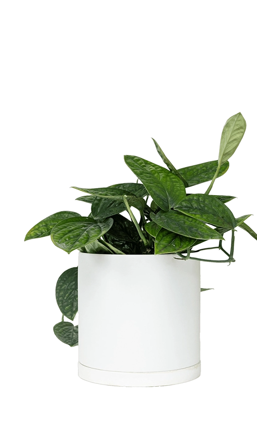 White Large Porcelain Matte Indoor Plant Pot With Saucer - Dojo - handmade by Chive Studio Toronto