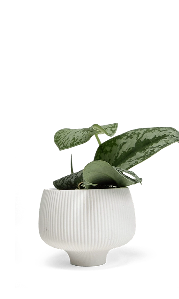 White Large Porcelain Modern Indoor Plant Pot - Lilo - handmade by Chive Studio Toronto