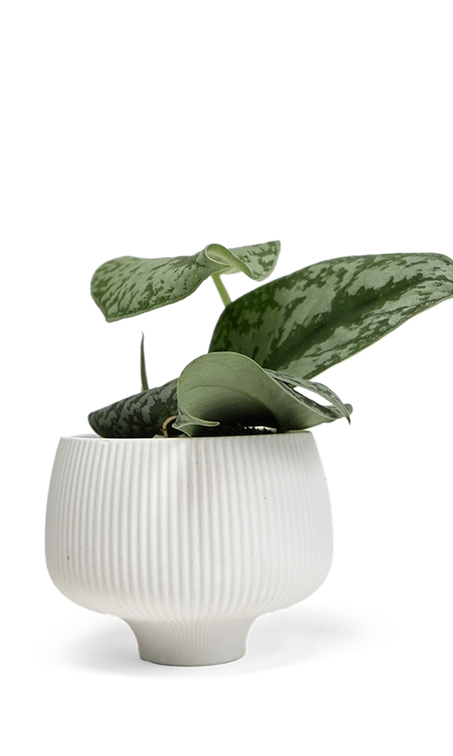 White Large Porcelain Modern Indoor Plant Pot - Lilo - handmade by Chive Studio Toronto