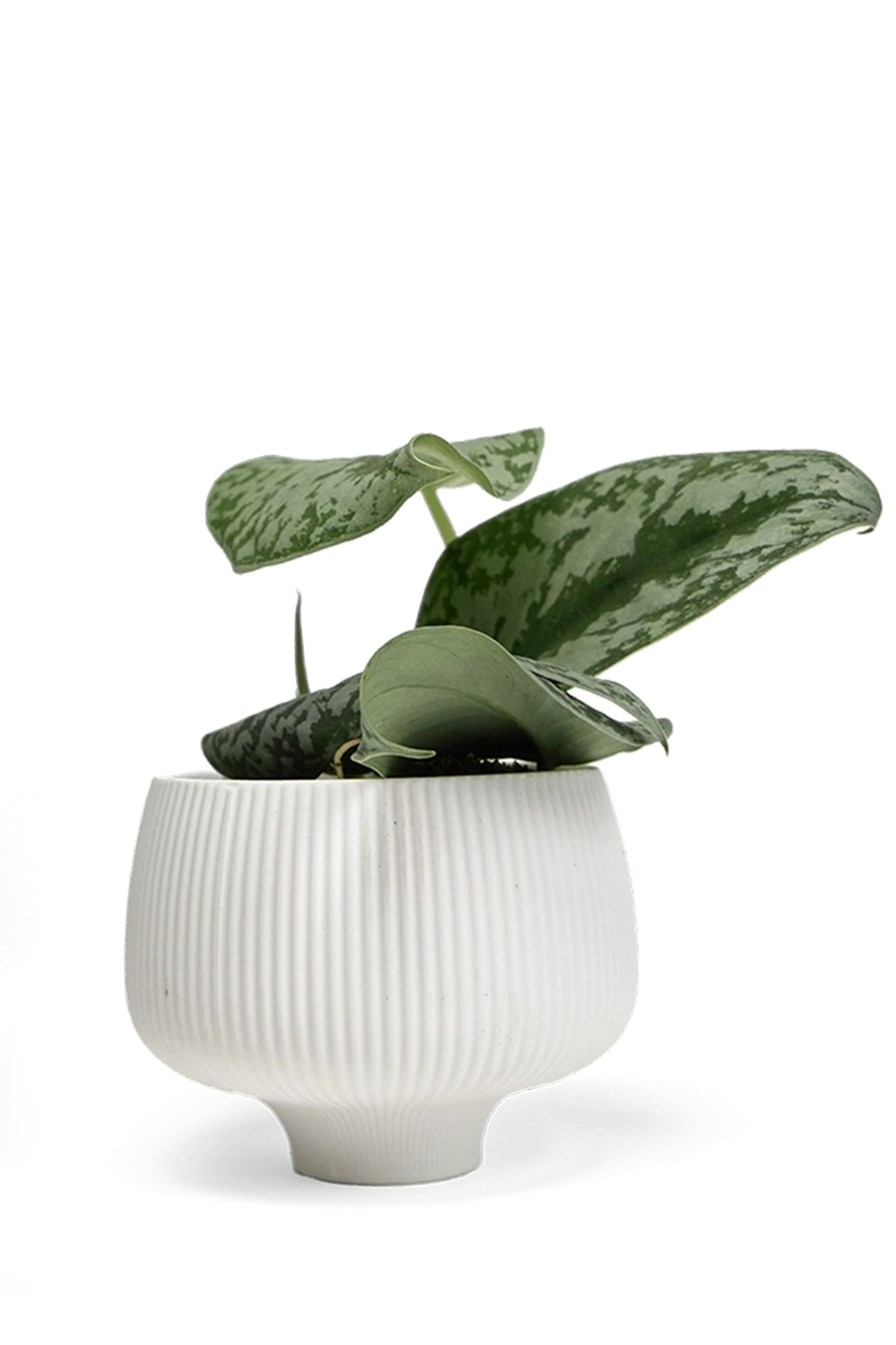 White Large Porcelain Modern Indoor Plant Pot - Lilo - handmade by Chive Studio Toronto