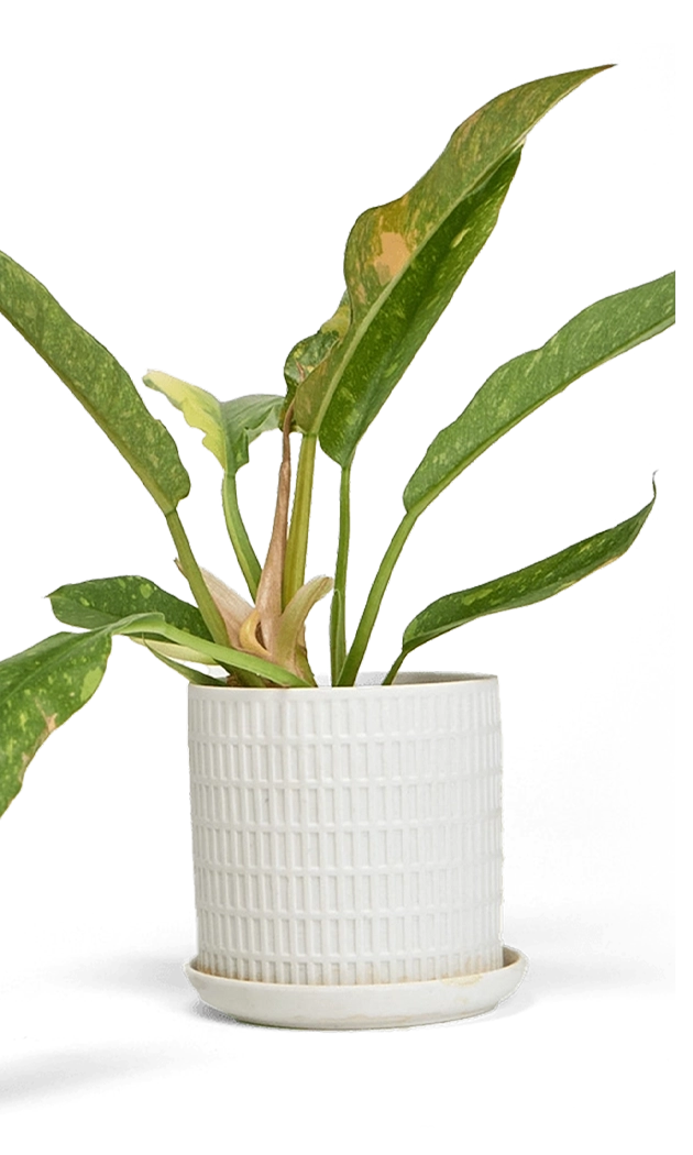 White Large Porcelain Indoor Pot With Drainage Hole And Saucer - Virago - handmade by Chive Studio Toronto