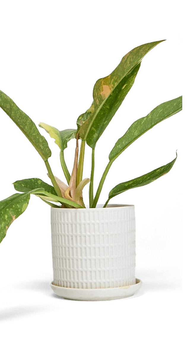 White Large Porcelain Indoor Pot With Drainage Hole And Saucer - Virago - handmade by Chive Studio Toronto