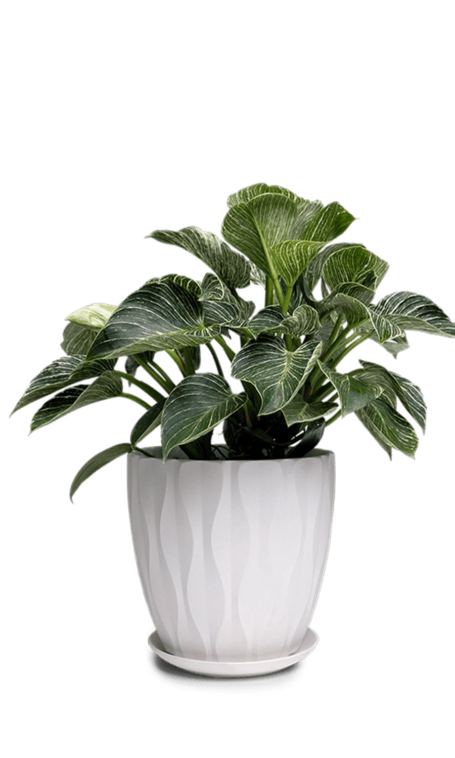 White Large Porcelain Indoor Pot with Drainage Hole and Saucer - Virago -designed by Chive Studio Toronto