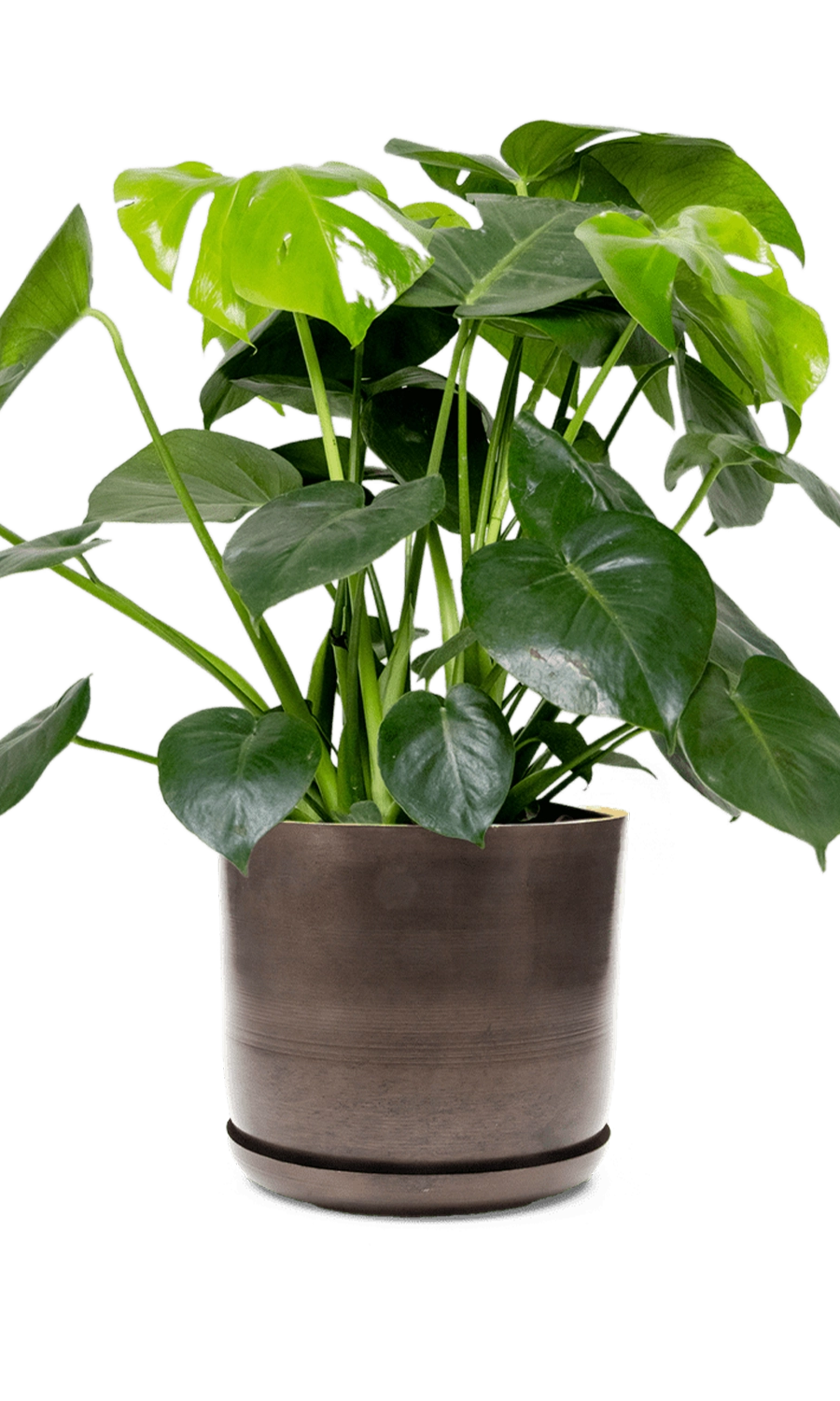 Bronzed Brown Large Metal Pot With Drainage Hole - Joe - designed by Chive Studio Toronto