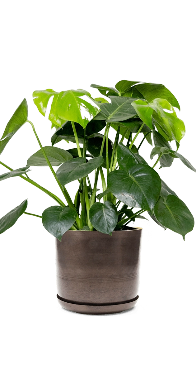 Bronzed Brown Large Metal Pot With Drainage Hole - Joe - designed by Chive Studio Toronto