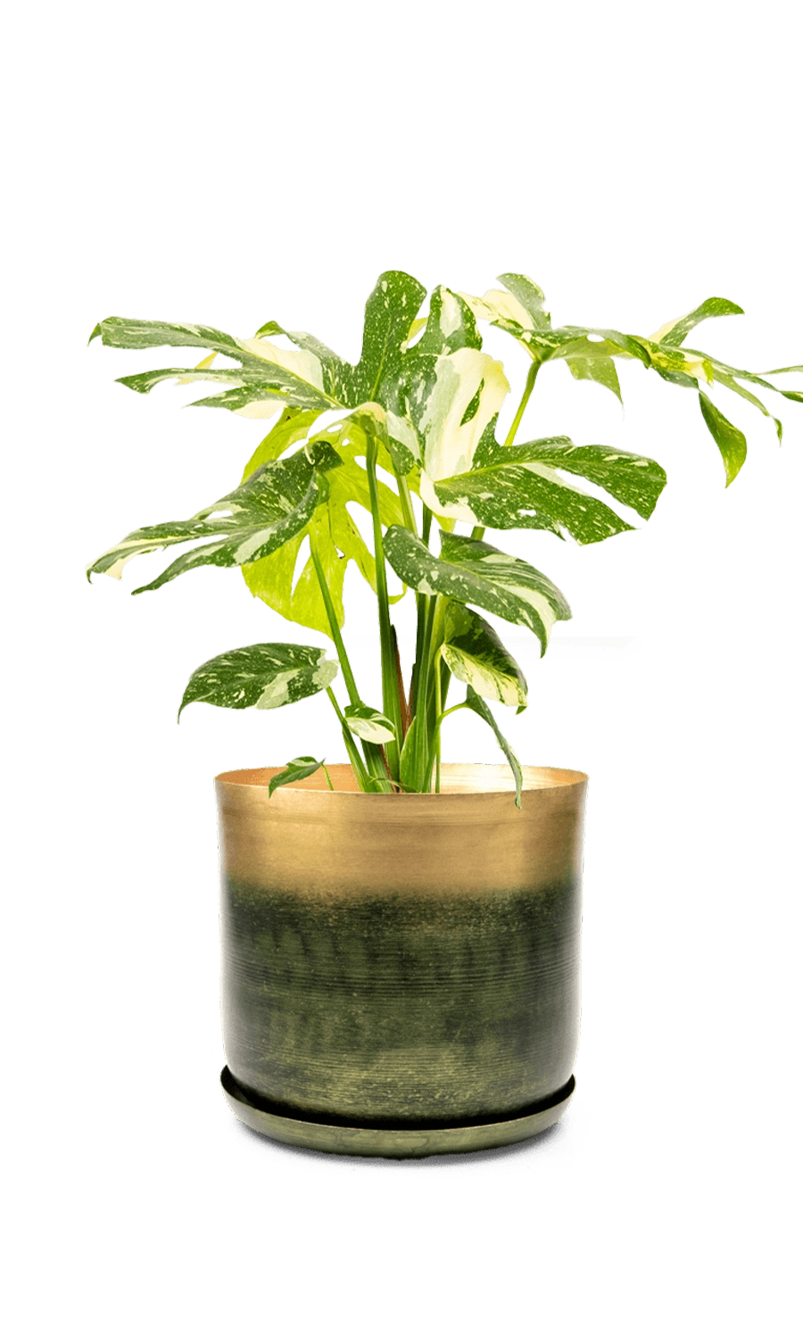 Forest & Gold Large Metal Pot With Drainage Hole - Joe -designed by Chive Studio Toronto