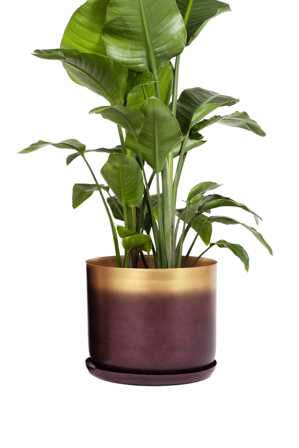 Mahogany & Gold Large Metal Pot with Drainage Hole - Joe- designed by Chive Studio Toronto
