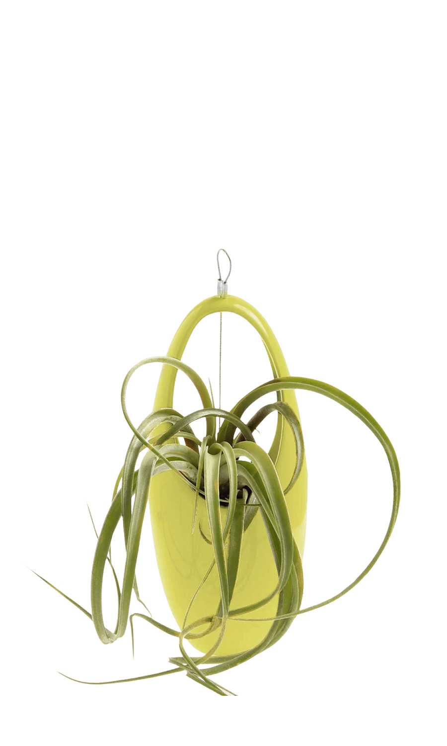 Green Sheen Ceramic for Succulents & Ikebana - Hanging Aerium - designed by Chive Studio Toronto