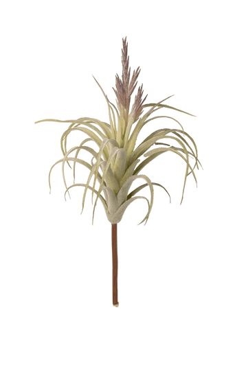 Air Plant Fake Lifelike Realistic Unkillable! - Chive Ceramics Studio - Tools & Accessories - Chive Wholesale