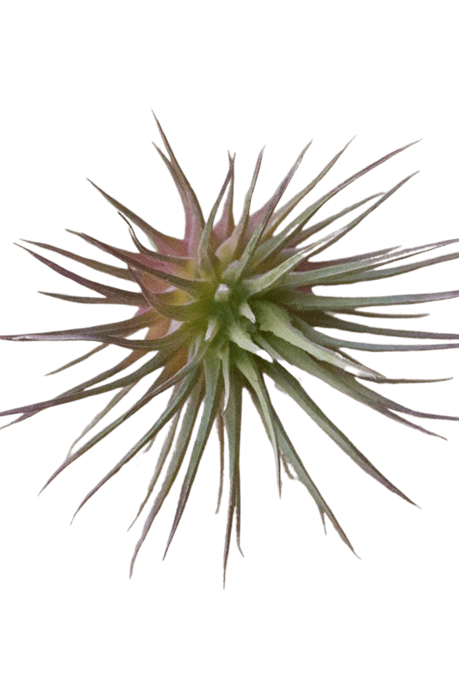Air Plant Fake Lifelike Realistic Unkillable! - Chive Ceramics Studio - Tools & Accessories - Chive Ceramics Studio