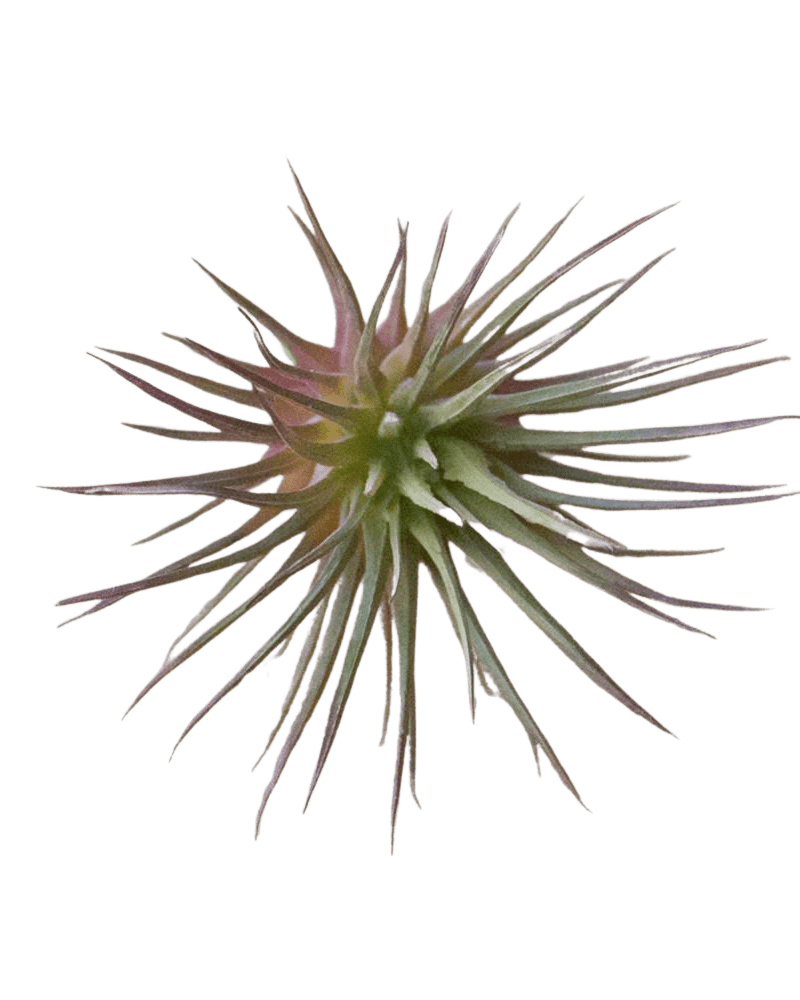 Air Plant Fake Lifelike Realistic Unkillable! - Chive Ceramics Studio - Tools & Accessories - Chive Ceramics Studio