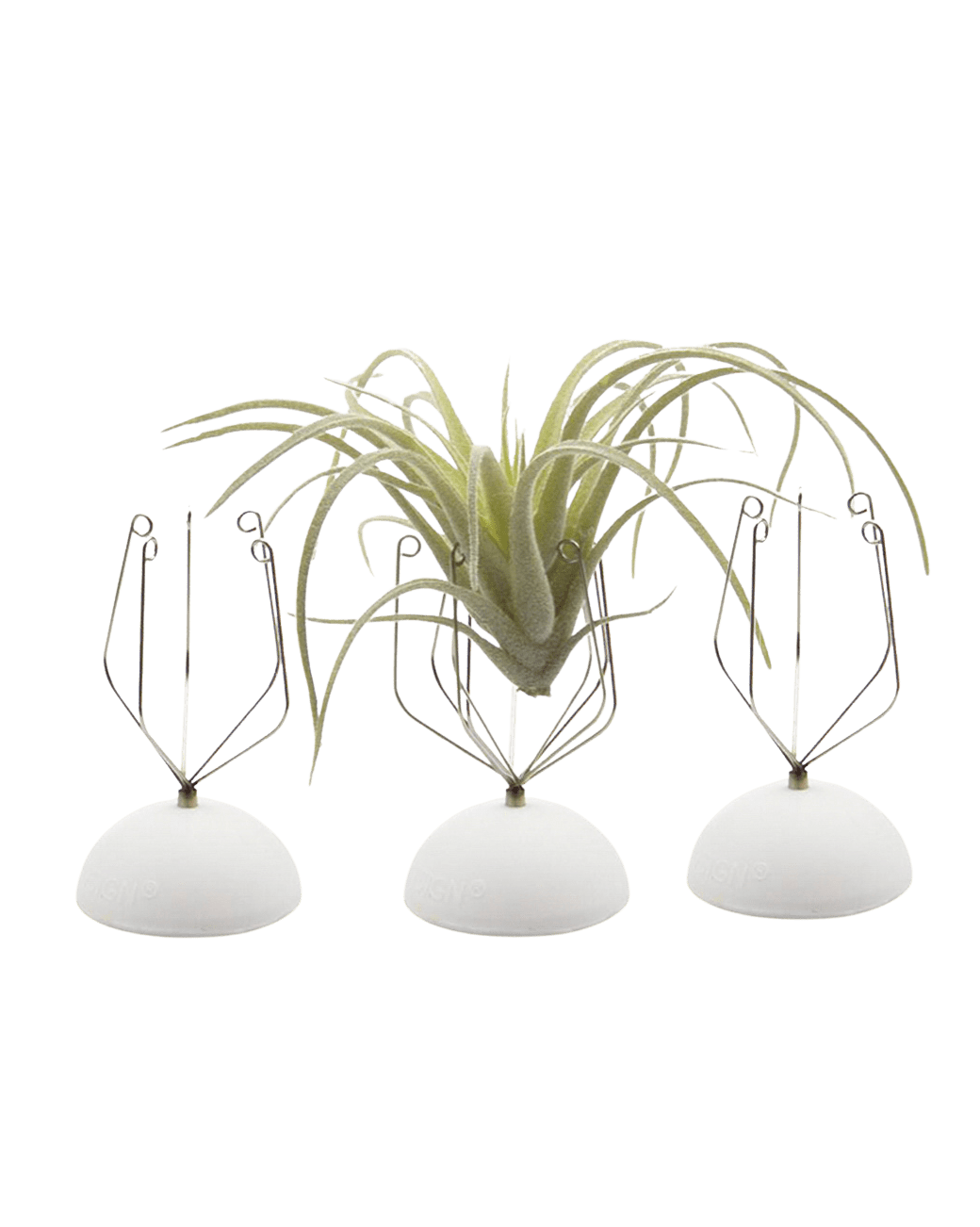 Air Plant Holder Wall Glass - Chive Ceramics Studio - Tools & Accessories - Chive US