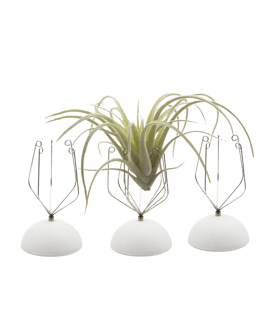 Air Plant Holder Wall Glass - Chive Ceramics Studio - Tools & Accessories - Chive US