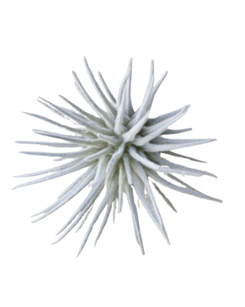Air Plant Fake Lifelike Realistic Unkillable! - Chive Ceramics Studio - Tools & Accessories - Chive Ceramics Studio