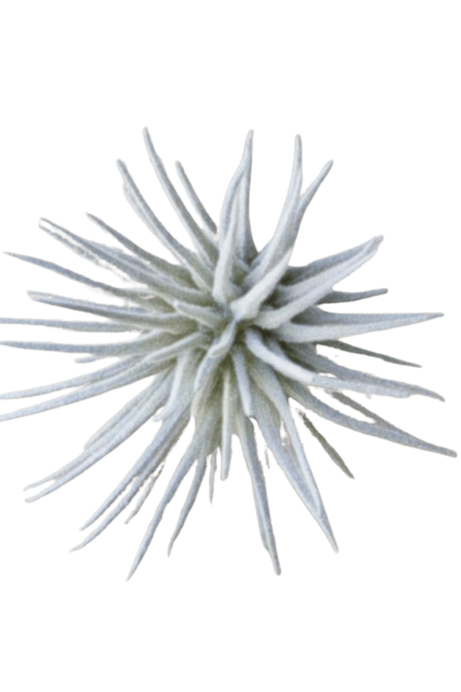 Air Plant Fake Lifelike Realistic Unkillable! - Chive Ceramics Studio - Tools & Accessories - Chive Ceramics Studio